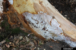 image of dieased area on leyland cypress