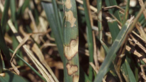 image of brown patch lesions in fescue