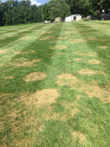 image of brown patch in lawn