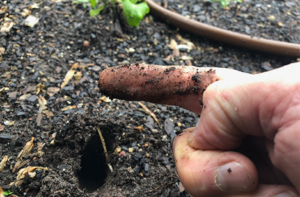 image of individual using the finger test method for plants to check for dampness