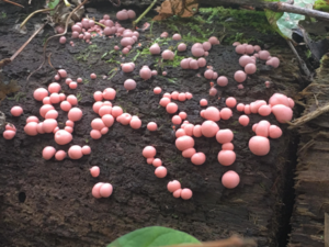image of Wolf's milk slime mold