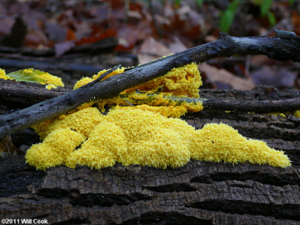 image of dog vomit slime mold on tree bark