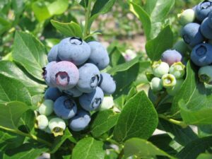 image of blueberries on a bush