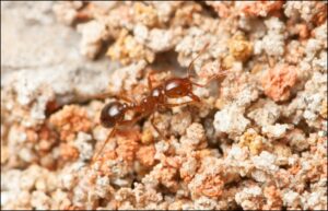 Cover photo for Control Fire Ants in Pastures, Hayfields and Barnyards