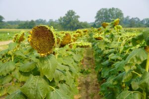 Cover photo for Highlights From the 2023 Organic Commodities Field Day