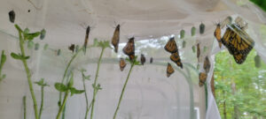 Monarch Protection with different life stages