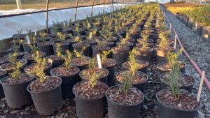 Cover photo for Register Now for Nursery Grower Twilight Meeting