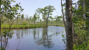 Wetlands near the Lockwood Folly River