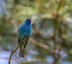 Indigo bunting in pine forest.