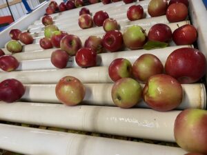 Cover photo for Keeping Apples Safe in the Packing House Workshops