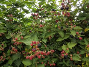 Ripening blackberries.