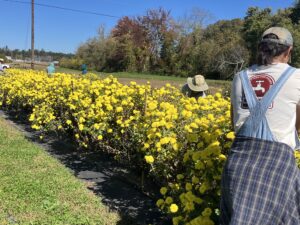 two people harvesting bright yellow flowers from rows of plants in a field