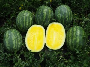 Cover photo for 2025 North Carolina Standard Size Triploid Watermelon Cultivar Evaluation Study Now Available