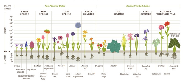image of the bulb chart referenced in the article. fall planted bulb: blooms in early spring (crocus, anemone blanda, grape hyacinth), blooms mid spring (dafodil, darwin hybrid tulip, imperialis), blooms late spring (peony, dutch iris, late tulip, allium, allium giganteum), blooms early summer (asiatic lily, daylily.). Spring planted bulbs: blooms mid summer (begonia, calia lily, hosta, gladiolus, oriental lily, siberian iris), blooms late summer (bearded iris), blooms summer through fall (caladium, dahlia, canna, elephant ear)